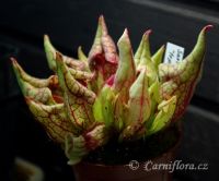 Sarracenia purpurea "trpasličí čepice"